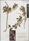 Foto von Salix iliensis Regel